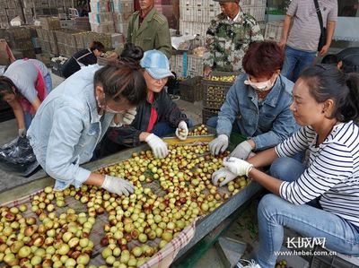 黃驊冬棗 從枝頭甘甜到產業鏈的無限延伸